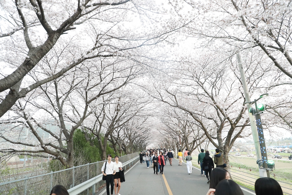 2023년 물금읍 황산공원 벚꽃길축제 이미지(5)